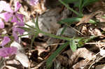 Sticky catchfly